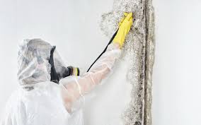 Best Industrial Mold Remediation in Maryland City, MD